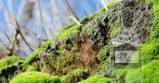 ponadczasowe nuty zapachowe, ponadczasowe perfumy